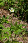 Tall thimbleweed